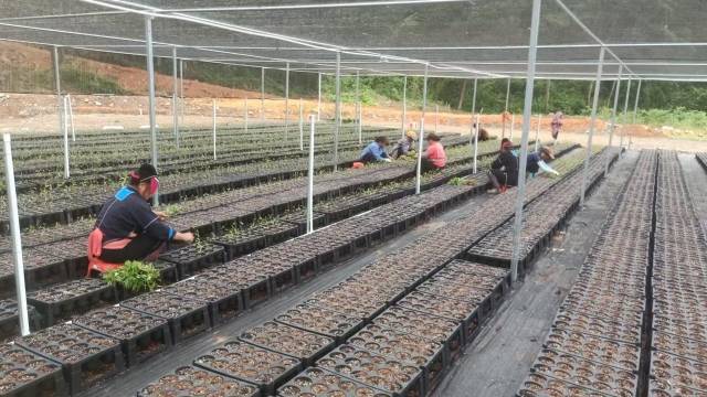 北山野“小辛香”如何迈向“大市场”麻将胡