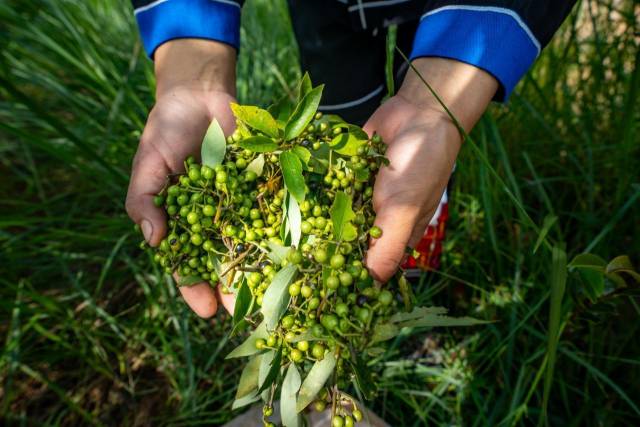 北山野“小辛香”如何迈向“大市场”麻将胡了网址一颗山苍子的新生：粤(图4)
