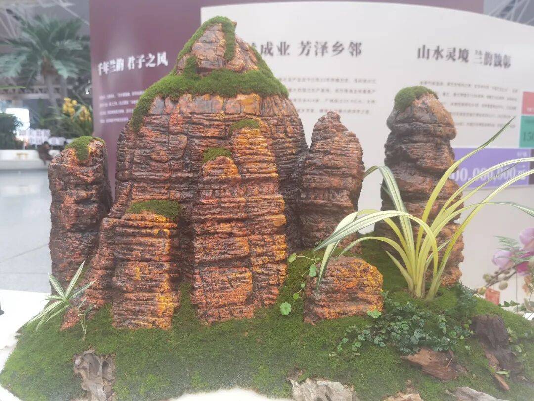 国兰花第一县”兰花展即将亮相厚街麻将胡了免费试玩买年花去！“中(图2)