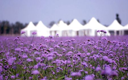 内就有不少看薰衣草的好地方。盘点国内9个最浪漫的庄。麻将胡了免费试玩看薰衣草何必舍近求远非去普罗旺斯国(图2)