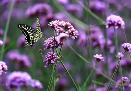 内就有不少看薰衣草的好地方。盘点国内9个最浪漫的庄。麻将胡了免费试玩看薰衣草何必舍近求远非去普罗旺斯国(图4)