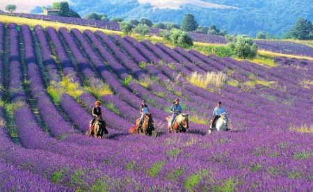 内就有不少看薰衣草的好地方。盘点国内9个最浪漫的庄。麻将胡了免费试玩看薰衣草何必舍近求远非去普罗旺斯国(图6)