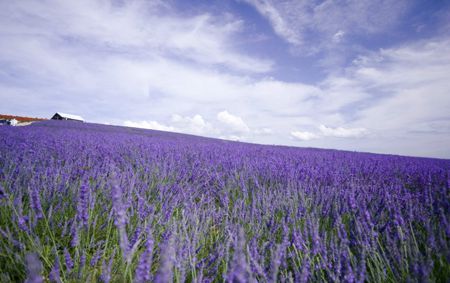 内就有不少看薰衣草的好地方。盘点国内9个最浪漫的庄。麻将胡了免费试玩看薰衣草何必舍近求远非去普罗旺斯国(图7)
