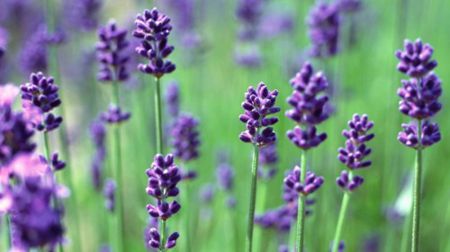 内就有不少看薰衣草的好地方。盘点国内9个最浪漫的庄。麻将胡了免费试玩看薰衣草何必舍近求远非去普罗旺斯国(图8)